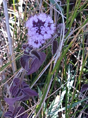 photo of Water Mint