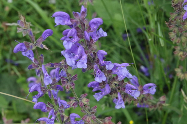 photo of Meadow Clary