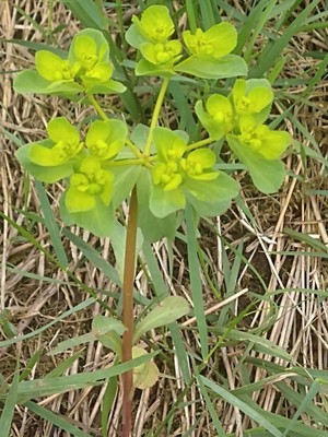 photo of Sun Spurge