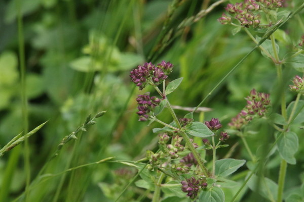 photo of Wild Marjoram