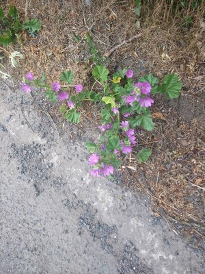 photo of Common Mallow