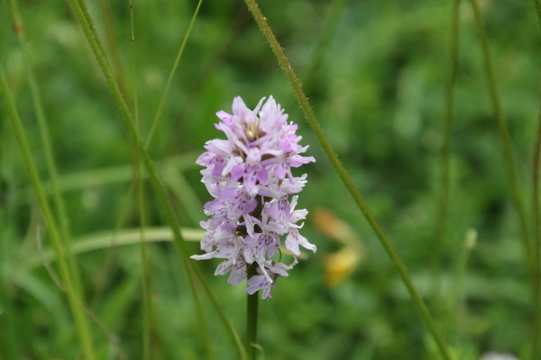 photo of Common Spotted Orchid