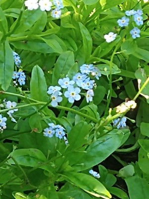 photo of Water Forget Me Not