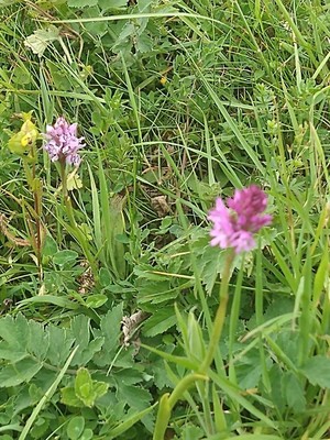 photo of Pyramidal Orchid