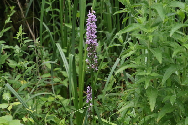 photo of Common Spotted Orchid