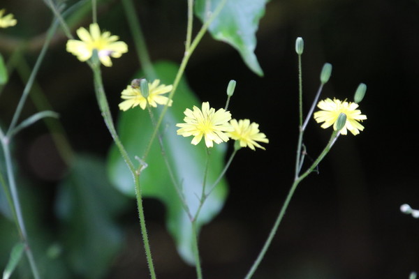 photo of Nipplewort