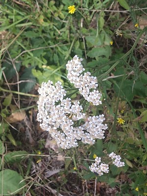 photo of Yarrow