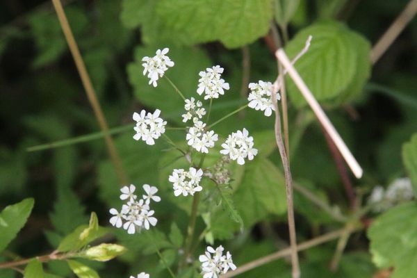 photo of Cow Parsley