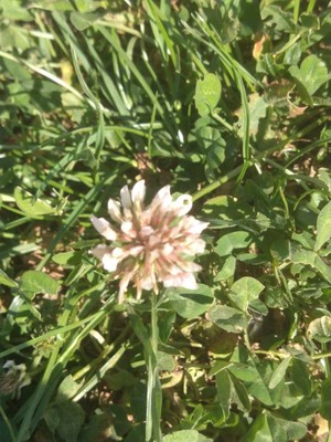 photo of White Clover