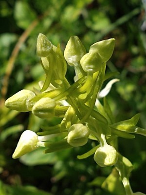 photo of Greater Butterfly Orchid