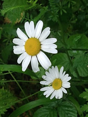 photo of Scented Mayweed