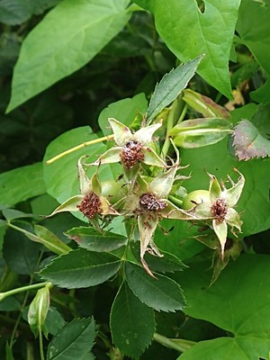 photo of Common Dog Rose