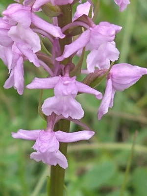 photo of Chalk Fragrant Orchid
