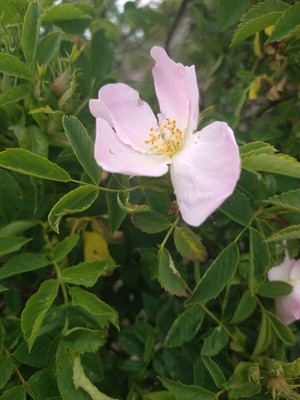 photo of Common Dog Rose