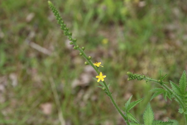 photo of Agrimony