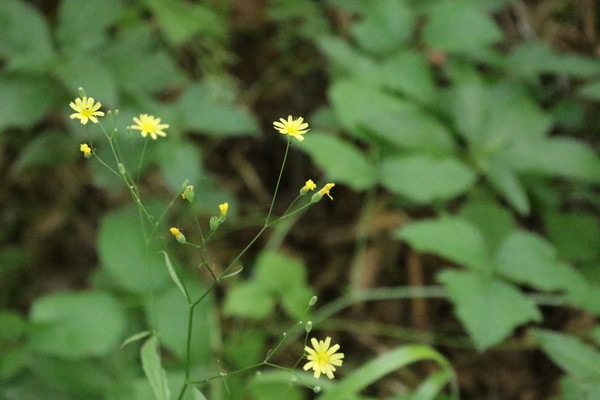 photo of Nipplewort