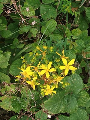 photo of Perforate St. John's Wort