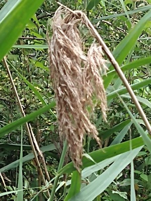 photo of Common Reed