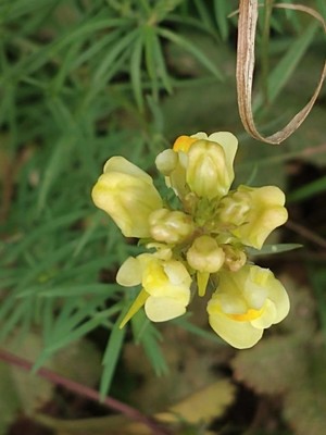 photo of Common Toadflax