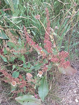 photo of Curled Dock