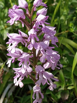 photo of Military Orchid