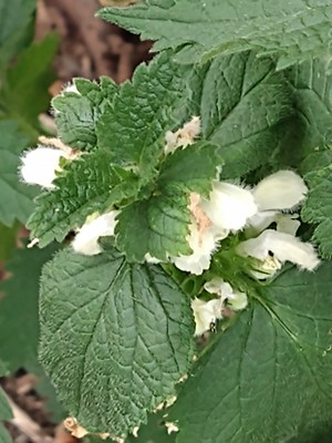 photo of White Dead Nettle