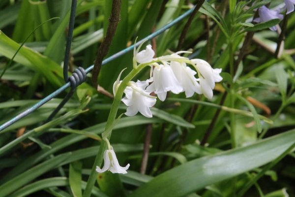 photo of Spanish Bluebell