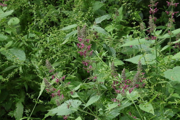 photo of Hedge Woundwort
