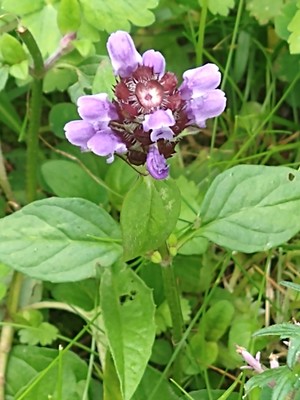 photo of Selfheal