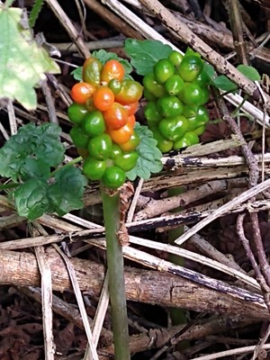 photo of Italian Arum