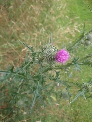 photo of Spear Thistle