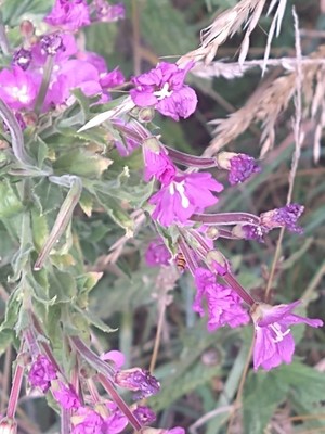 photo of Great Willowherb