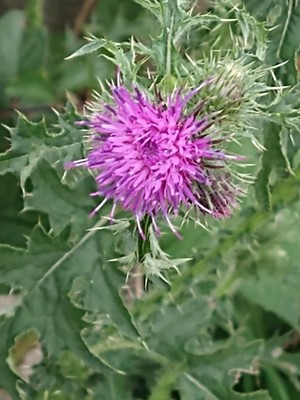 photo of Spear Thistle
