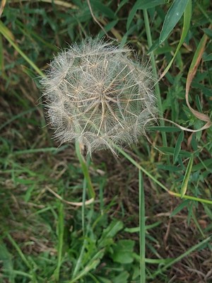 photo of Goat's Beard