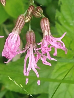 photo of Ragged Robin