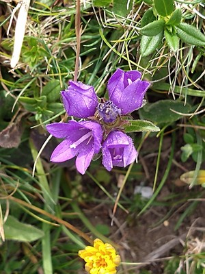 photo of Clustered Bellfower