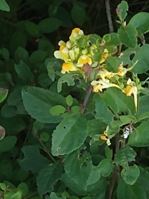 photo of Common Toadflax