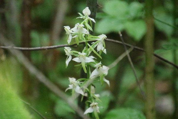 photo of Lesser Butterfly Orchid