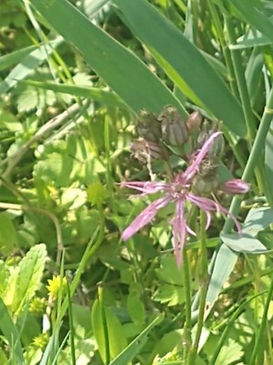 photo of Ragged Robin