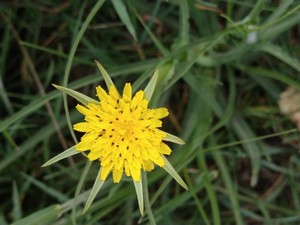 photo of Goat's Beard