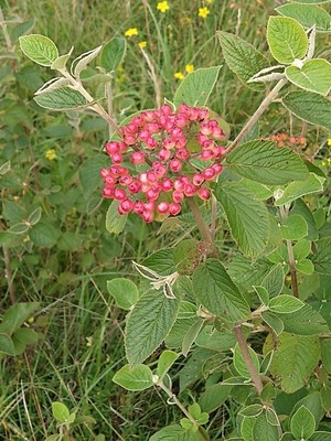 photo of Wayfaring Tree