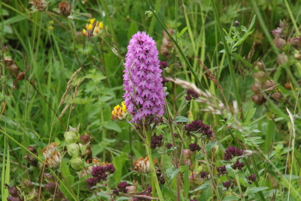 photo of Pyramidal Orchid