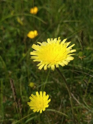 photo of Mouse Ear Hawkweed