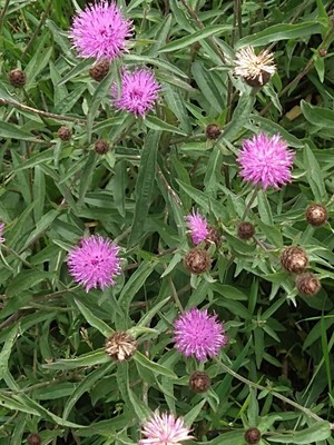 photo of Common Knapweed