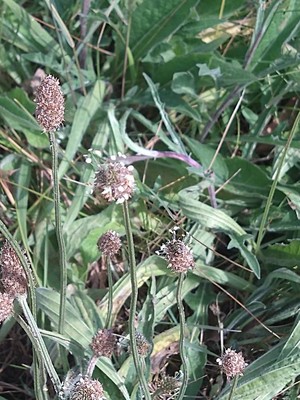 photo of Ribwort Plantain
