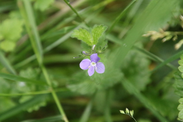 photo of Germander Speedwell