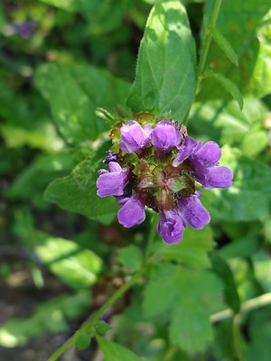 photo of Selfheal