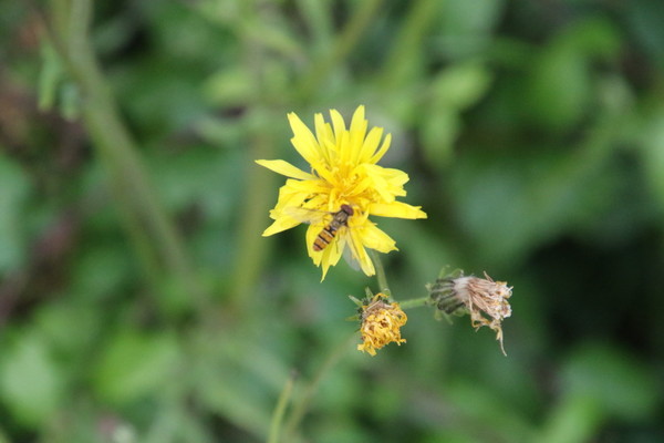 photo of Rough Hawk's Beard