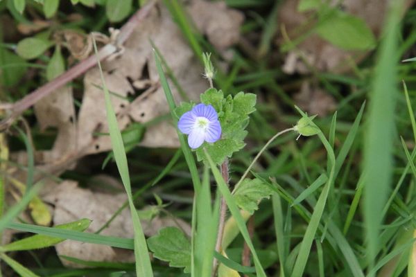 photo of Common Field Speedwell