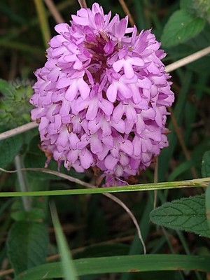 photo of Pyramidal Orchid